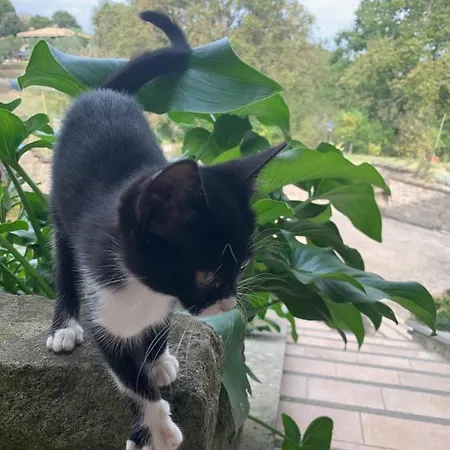 Venkovský dům Da Fazanca *