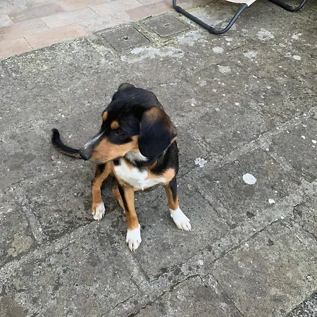 Da Fazanca Eremo (Rome)